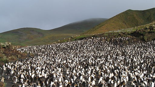 Sea of Penguins - Who WIns?
